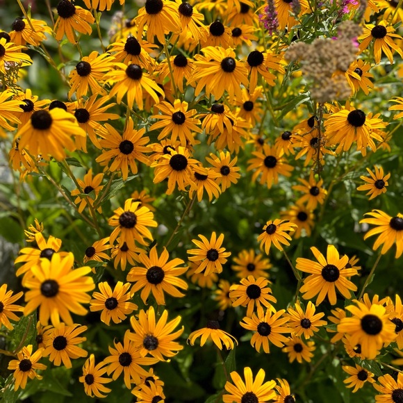 Meet your Posher, Amy: 700+ sales! 5⭐️rated seller! 4x posh party host. - Picture 2 of 10